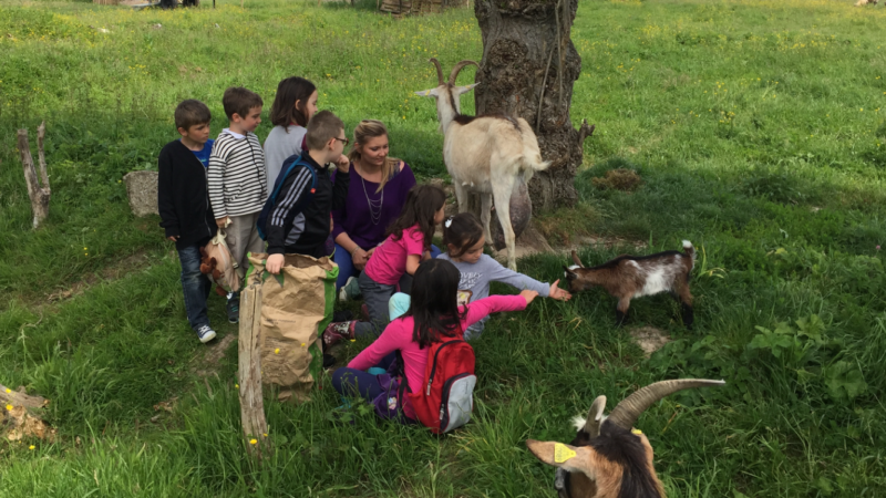 Les animaux de la ferme