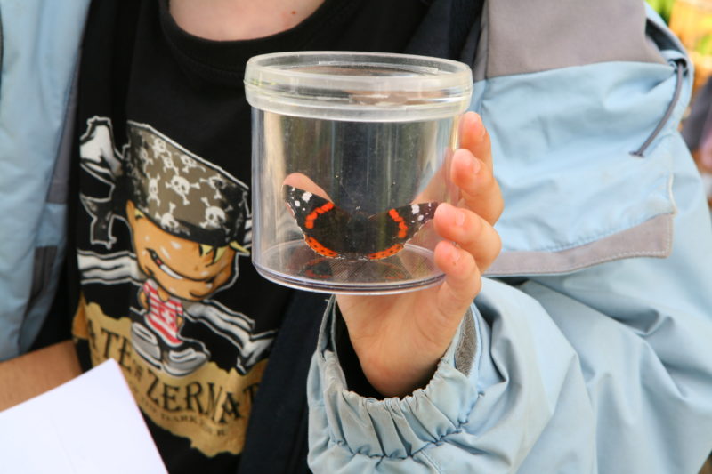 Les insectes*