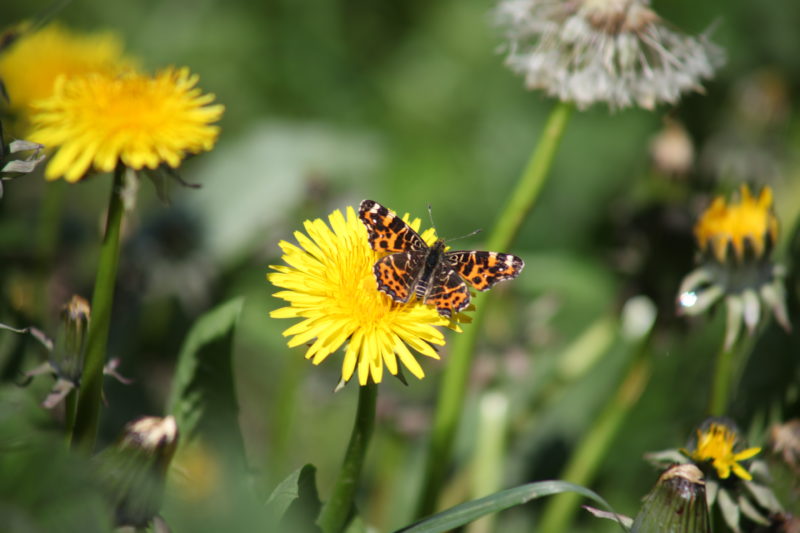 Faune / flore dans les espaces verts et préservation de l’habitat