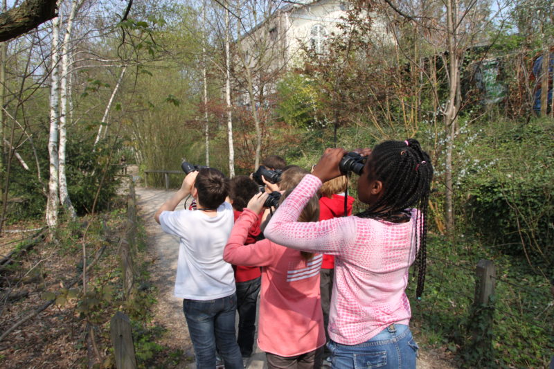 Les oiseaux – initiation à l’ornithologie*
